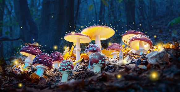 Get to Know Magic Mushrooms – the Canadian Way! post thumbnail image