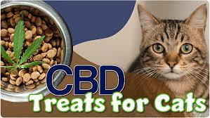 Best CBD Treats for Calmer Cats post thumbnail image