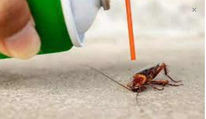 Get the best Exterminator to eliminate Insects post thumbnail image
