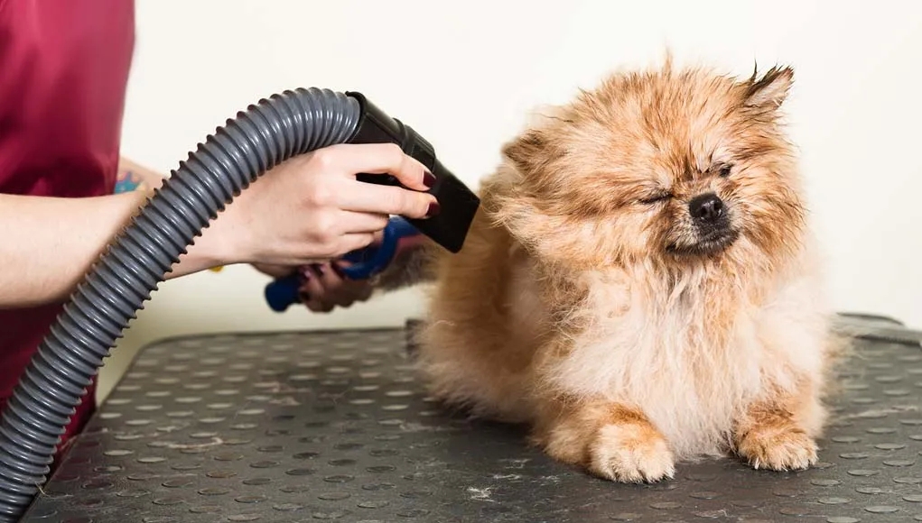 Pet Grooming Essentials: The Importance of a Dog Blow Dryer] post thumbnail image