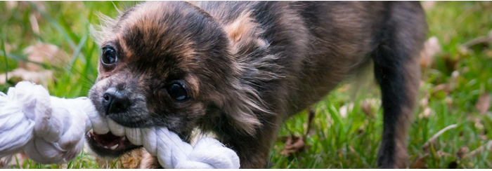 Powerful Drying Performance: Best Dog Dryer Blower Picks post thumbnail image